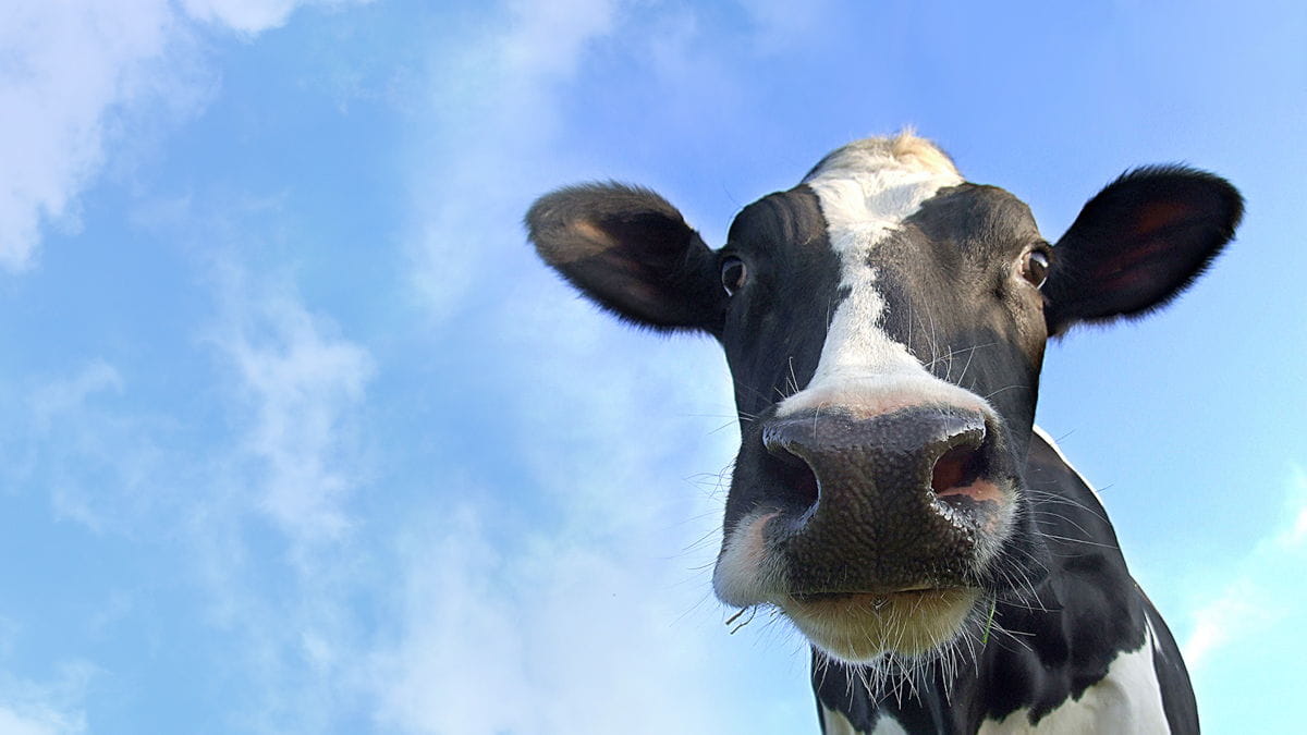Suivi de traite DairyNet