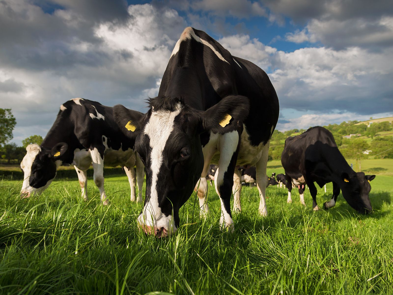 Vaches au pâturage